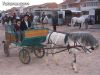 GRAN ÉXITO DE LA EXHIBICIÓN DE CABALLOS JUNTO AL CAMPO DE FÚTBOL JUAN CAYUELA CON MOTIVO DE LAS FIESTAS DE LA SANTA   