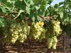 Los agricultores murcianos pueden solicitar desde hoy las ayudas a la uva de mesa (2007)