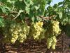 Los agricultores murcianos pueden solicitar desde hoy las ayudas a la uva de mesa (2007) Los agricultores murcianos pueden solicitar desde hoy las ayudas a la uva de mesa (2007)
