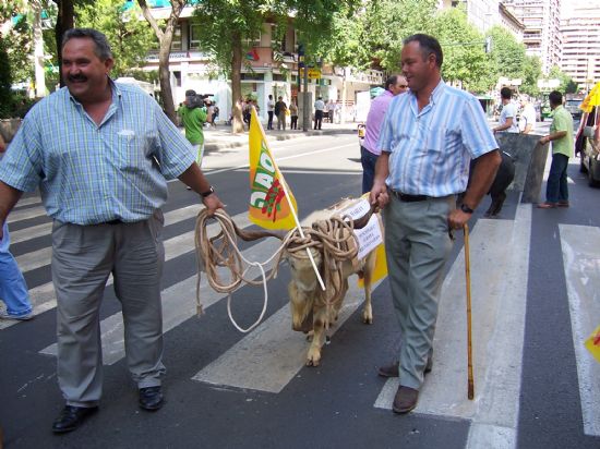 MÁS DE 200 GANADEROS DE TOTANA ESTUVIERON PRESENTES EN LA MANIFESTACIÓN PARA PEDIR SOLUCIONES A LA CRISIS DEL SECTOR EN LA REGIÓN, Foto 5