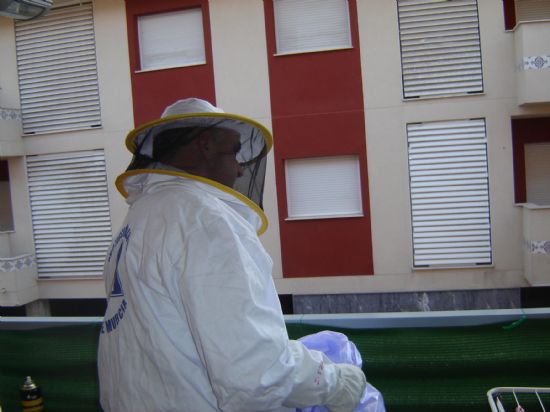 VOLUNTARIOS DE PROTECCIÓN CIVIL DE TOTANA RETIRAN DOS ENJAMBRES EN LA CALLES MALLORCA Y ÁVILA, Foto 2