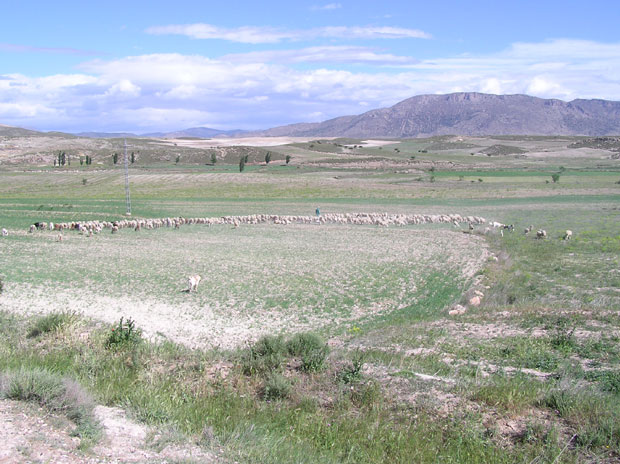 La fauna y flora de las estepas murcianas son únicas en Europa (2007), Foto 1