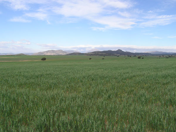 La fauna y flora de las estepas murcianas son únicas en Europa (2007), Foto 2