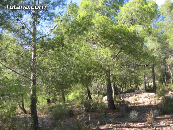 EL PSOE DICE QUE MARTÍNEZ ANDREO NO VA A CONSEGUIR INTIMIDARLES Y QUE SEGUIRÁN DENUNCIANDO TODAS LAS IRREGULARIDADES QUE SE COMETAN EN EL AYUNTAMIENTO, Foto 1