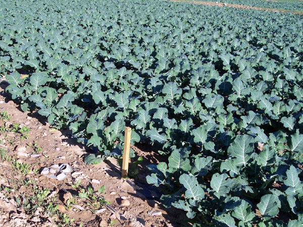 IU DE TOTANA LLAMA AUTOVIA DEL PELOTAZO A LA AMPLIACIÓN DEL CAMINO REAL DE LORCA PARA LLEVAR UN VIAL RÁPIDO A LAS URBANIZACIONES PROYECTADAS EN EL RAIGUERO, EL HINOJAR Y LA HOYA, Foto 1