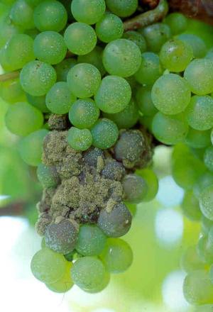 IZQUIERDA UNIDA DICE QUE EL CONSEJERO DE AGRICULTURA, ANTONIO CERDÁ, HA DEJADO EN LA ESTACADA A LOS PRODUCTORES DE UVA DE MESA DE TOTANA, Y SOLICITA UN PLENO EXTRAORDINARIO DEL AYUNTAMIENTO PARA QUE CUMPLA SU COMPROMISO DE AYUDAR A LOS AGRICULTORES, Foto 1