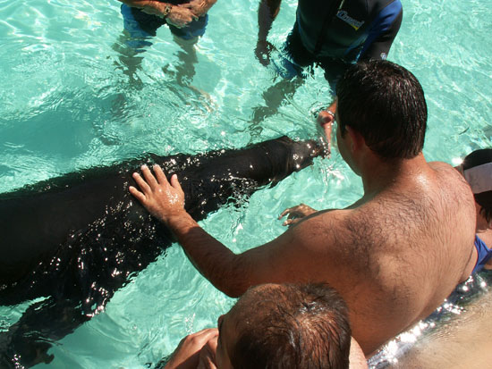 JUGANDO CON LEONES MARINOS, Foto 3