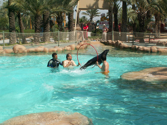 JUGANDO CON LEONES MARINOS, Foto 4