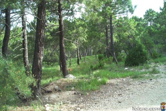 Junta local de gobierno aprueba convenio vigilancia forestal plan infomur´2004 por un importe de 16.470 euros, Foto 1