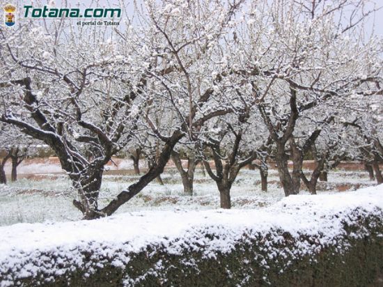 AYUNTAMIENTO TOTANA INFORMA AGRICULTORES TOTANA AFECTADOS HELADAS DEBEN VALORAR DAÑOS CULTIVOS EN ORGANIZACIONES AGRARIAS, COOPERATIVAS U OFICINA COMARCAL AGRARIA   , Foto 1