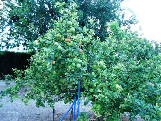 El Grupo Municipal de IU + Los Verdes, llevará al Pleno una Moción de apoyo a los agricultores totaneros, Foto 1