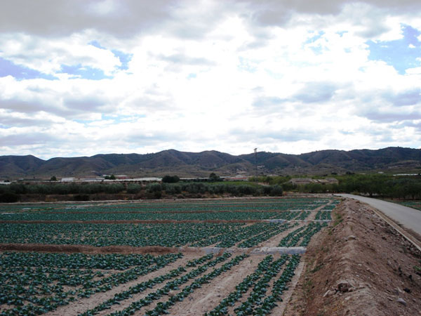 UN ESTUDIO TECNICO DE IZQUIERDA UNIDA EN TOTANA ASEGURA QUE TODA LA DOTACION DEL TRASVASE TAJO-SEGURA A LA POBLACIÓN, SERIA NECESARIA PARA EL RIEGO DE LOS DOS CAMPOS DE GOLF QUE HA PREVISTO EL AYUNTAMIENTO, Foto 1