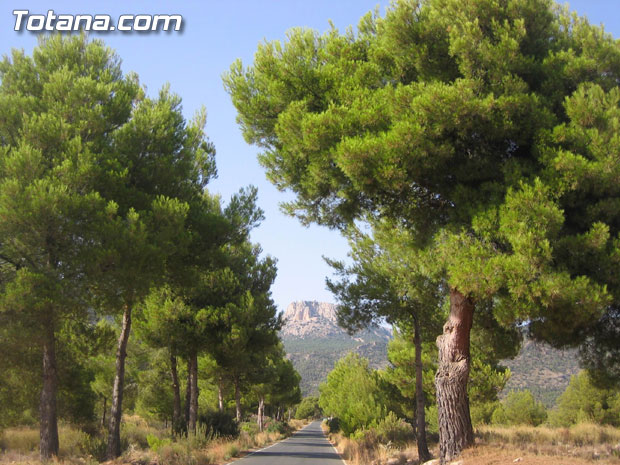El Grupo Municipal de IU en Totana propondrá en el Pleno la construcción de refugios contra incendios en Sierra Espuña, Foto 1