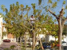 LA CONCEJALÍA DE SERVICIOS A LA CIUDAD REALIZA DIFERENTES ACTUACIONES DE ACONDICIONAMIENTO DE JARDINERIA Y ADORNO FLORAL EN LA PLAZA DE LA LIBERTAD   , Foto 2