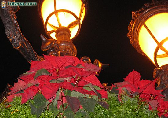 LOS PARQUES Y JARDINES DE TOTANA SE VISTEN DE NAVIDAD CON 1.500 FLORES DE PASCUA , Foto 1