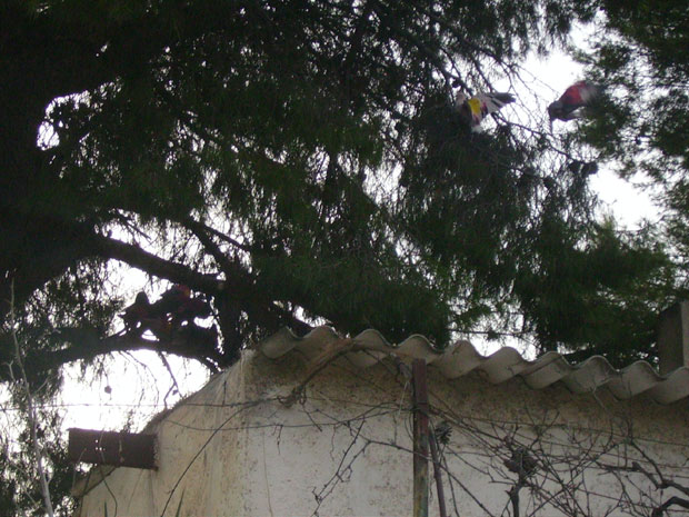 XXXVIII CONCURSO DE COLOMBICULTURA, Foto 1