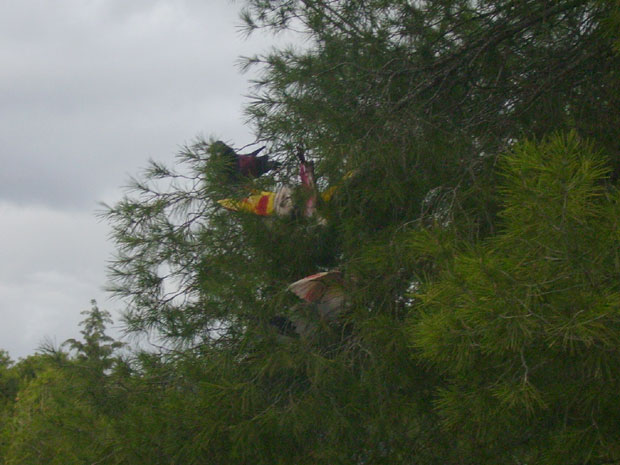 XXXVIII CONCURSO DE COLOMBICULTURA, Foto 2