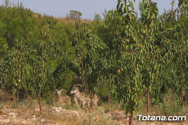 Los vecinos y propietarios colindantes con el Parque de Sierra Espuña se oponen a la creación de una franja de protección o preparque., Foto 1