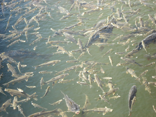 IU DENUNCIA QUE MILES DE PECES AGONIZAN EN LOS SIFONES DEL CANAL DEL TRASVASE, A SU PASO POR TOTANA, ANTE LA INDIGNACIÓN DE VECINOS Y LA PASIVIDAD DE RESPONSABLES MUNICIPALES Y DE CONFEDERACIÓN, Foto 2