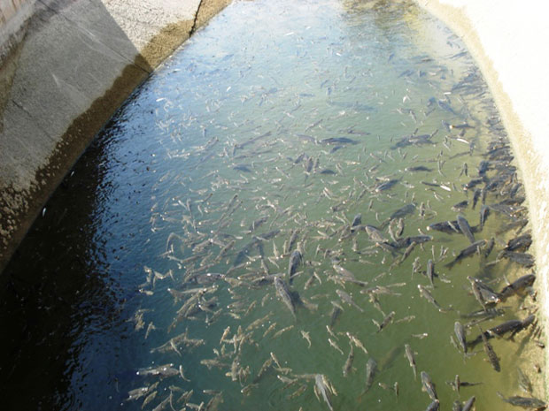 IU DENUNCIA QUE MILES DE PECES AGONIZAN EN LOS SIFONES DEL CANAL DEL TRASVASE, A SU PASO POR TOTANA, ANTE LA INDIGNACIÓN DE VECINOS Y LA PASIVIDAD DE RESPONSABLES MUNICIPALES Y DE CONFEDERACIÓN, Foto 4