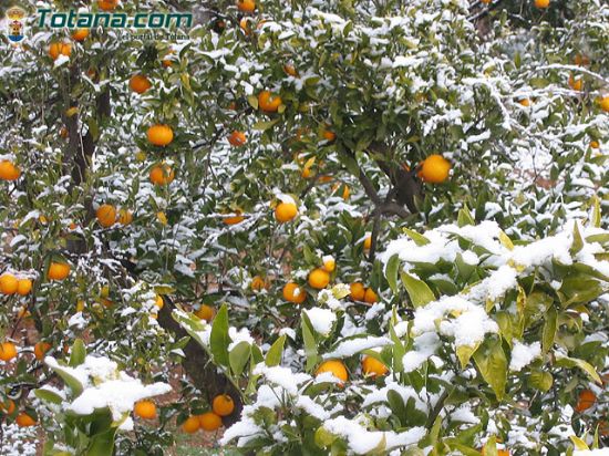 CONSEJERÍA DE AGUA Y AGRICULTURA ABRE PLAZO PRESENTAR DAÑOS PRODUCIDOS POR LA OLA DE FRÍO DE ENERO   , Foto 1