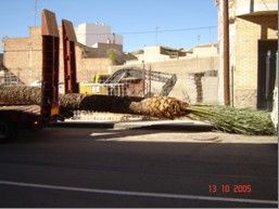 LA CONCEJALÍA DE SERVICIOS A LA CIUDAD SUSTITUYE DOS PALMERAS DE LA AVENIDA DE LORCA QUE PONÍAN EN PELIGRO LA SEGURIDAD DE VIANDANTES Y CONDUCTORES , Foto 1