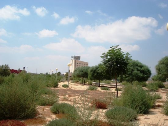 IU DENUNCIA QUE EL JARDIN DEL POLÍGONO INDUSTRIAL “EL SALADAR” DE TOTANA, JUNTO A LA AUTOVÍA, OFRECE UN ESTADO LAMENTABLE DE DESIDIA Y LOS MATOJOS OCULTAN HASTA LAS FAROLAS, Foto 1