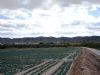 UN ESTUDIO TECNICO DE IZQUIERDA UNIDA EN TOTANA ASEGURA QUE TODA LA DOTACION DEL TRASVASE TAJO-SEGURA A LA POBLACIN, SERIA NECESARIA PARA EL RIEGO DE LOS DOS CAMPOS DE GOLF QUE HA PREVISTO EL AYUNTAMIENTO