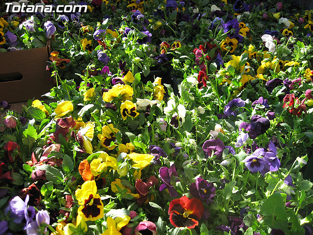 LA CONCEJALÍA DE PARQUES Y JARDINES REPARTE MÁS DE 2.500 PLANTAS EN EL MERCADILLO SEMANAL PARA CELEBRAR LA ENTRADA DE LA PRIMAVERA EN TOTANA - 1