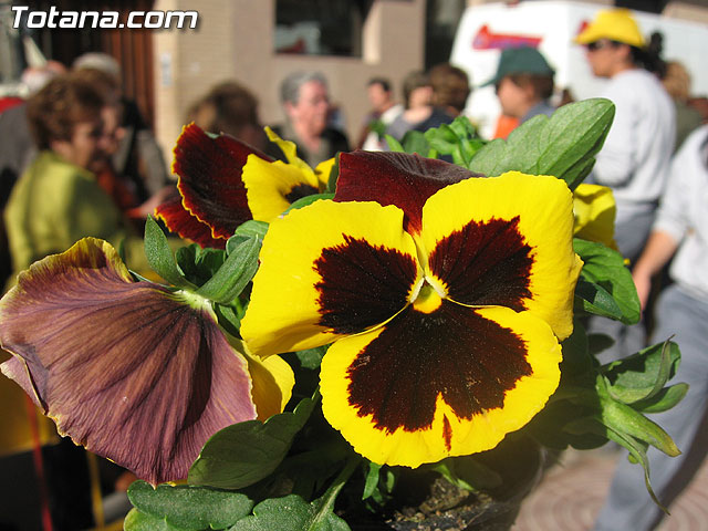 LA CONCEJALÍA DE PARQUES Y JARDINES REPARTE MÁS DE 2.500 PLANTAS EN EL MERCADILLO SEMANAL PARA CELEBRAR LA ENTRADA DE LA PRIMAVERA EN TOTANA - 10