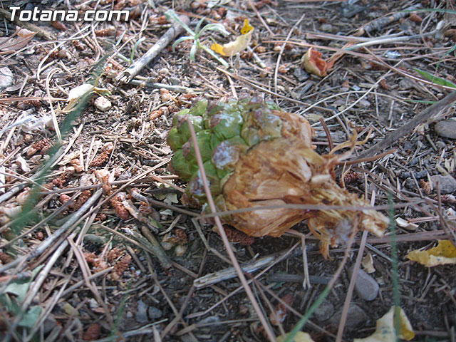 SE CLAUSURA EL IX CAMPO INTERNACIONAL TRABAJO “LAS ALQUERÍAS” EN EL PARQUE REGIONAL DE SIERRA ESPUÑA - 18