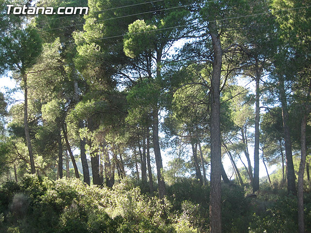 LOS AMANTES DE LA NATURALEZA YA DISPONEN DE NUEVAS RUTAS ACONDICIONADAS EN LOS 11 SENDEROS NATURALES DEL PARQUE REGIONAL SIERRA ESPUÑA - 23 LOS AMANTES DE LA NATURALEZA YA DISPONEN DE NUEVAS RUTAS ACONDICIONADAS EN LOS 11 SENDEROS NATURALES DEL PARQUE REGIONAL SIERRA ESPUÑA - 23