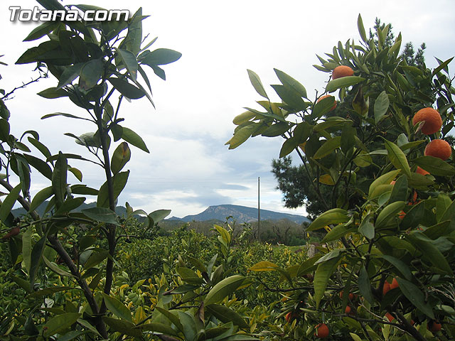 FINALIZAN LAS OBRAS DE PAVIMENTACIÓN DEL CAMINO VIRGEN DE LOS LLANOS EN LA DIPUTACIÓN DE VIÑAS-CARIVETE - 2