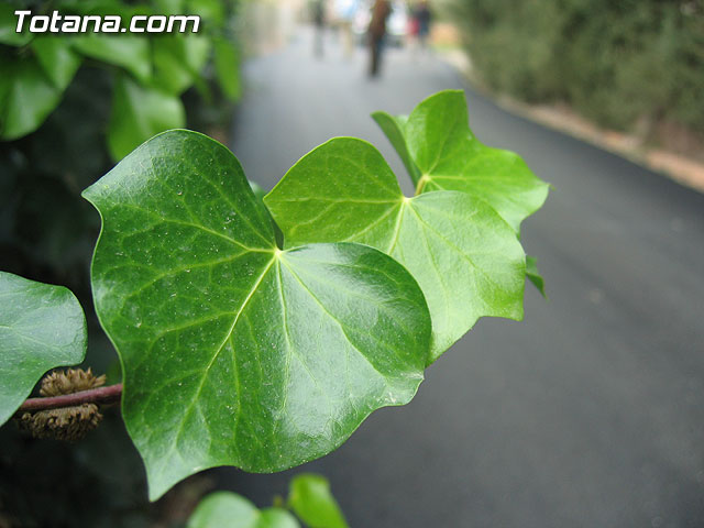 FINALIZAN LAS OBRAS DE PAVIMENTACIÓN DEL CAMINO VIRGEN DE LOS LLANOS EN LA DIPUTACIÓN DE VIÑAS-CARIVETE - 3