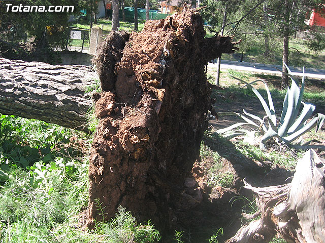 LA CONCEJALÍA DE SEGURIDAD Y PROTECCIÓN CIVIL MANTIENE EL DISPOSITIVO DE ALERTA ANTE EL FUERTE TEMPORAL DE VIENTO EN ESTE MUNICIPIO - 10 LA CONCEJALÍA DE SEGURIDAD Y PROTECCIÓN CIVIL MANTIENE EL DISPOSITIVO DE ALERTA ANTE EL FUERTE TEMPORAL DE VIENTO EN ESTE MUNICIPIO - 10