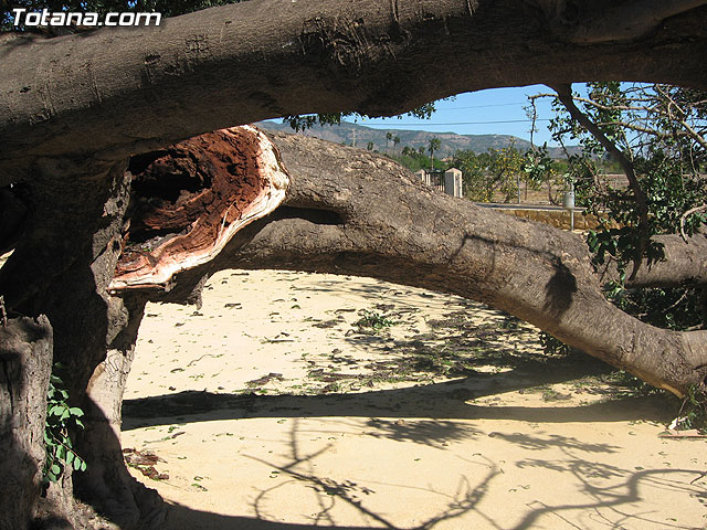 LA CONCEJALÍA DE SEGURIDAD Y PROTECCIÓN CIVIL MANTIENE EL DISPOSITIVO DE ALERTA ANTE EL FUERTE TEMPORAL DE VIENTO EN ESTE MUNICIPIO - 19 LA CONCEJALÍA DE SEGURIDAD Y PROTECCIÓN CIVIL MANTIENE EL DISPOSITIVO DE ALERTA ANTE EL FUERTE TEMPORAL DE VIENTO EN ESTE MUNICIPIO - 19
