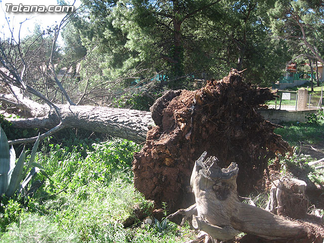 LA CONCEJALÍA DE SEGURIDAD Y PROTECCIÓN CIVIL MANTIENE EL DISPOSITIVO DE ALERTA ANTE EL FUERTE TEMPORAL DE VIENTO EN ESTE MUNICIPIO - 11 LA CONCEJALÍA DE SEGURIDAD Y PROTECCIÓN CIVIL MANTIENE EL DISPOSITIVO DE ALERTA ANTE EL FUERTE TEMPORAL DE VIENTO EN ESTE MUNICIPIO - 11