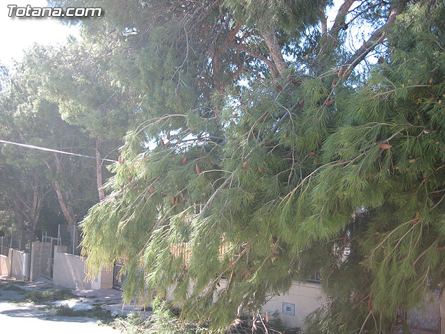 LA CONCEJALÍA DE SEGURIDAD Y PROTECCIÓN CIVIL MANTIENE EL DISPOSITIVO DE ALERTA ANTE EL FUERTE TEMPORAL DE VIENTO EN ESTE MUNICIPIO - 12 LA CONCEJALÍA DE SEGURIDAD Y PROTECCIÓN CIVIL MANTIENE EL DISPOSITIVO DE ALERTA ANTE EL FUERTE TEMPORAL DE VIENTO EN ESTE MUNICIPIO - 12
