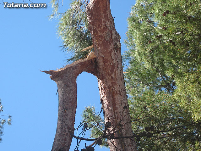 LA CONCEJALÍA DE SEGURIDAD Y PROTECCIÓN CIVIL MANTIENE EL DISPOSITIVO DE ALERTA ANTE EL FUERTE TEMPORAL DE VIENTO EN ESTE MUNICIPIO - 13 LA CONCEJALÍA DE SEGURIDAD Y PROTECCIÓN CIVIL MANTIENE EL DISPOSITIVO DE ALERTA ANTE EL FUERTE TEMPORAL DE VIENTO EN ESTE MUNICIPIO - 13