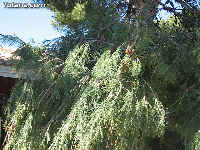 LA CONCEJALÍA DE SEGURIDAD Y PROTECCIÓN CIVIL MANTIENE EL DISPOSITIVO DE ALERTA ANTE EL FUERTE TEMPORAL DE VIENTO EN ESTE MUNICIPIO - 14 LA CONCEJALÍA DE SEGURIDAD Y PROTECCIÓN CIVIL MANTIENE EL DISPOSITIVO DE ALERTA ANTE EL FUERTE TEMPORAL DE VIENTO EN ESTE MUNICIPIO - 14