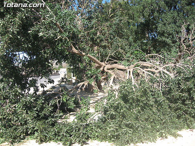 LA CONCEJALÍA DE SEGURIDAD Y PROTECCIÓN CIVIL MANTIENE EL DISPOSITIVO DE ALERTA ANTE EL FUERTE TEMPORAL DE VIENTO EN ESTE MUNICIPIO - 17 LA CONCEJALÍA DE SEGURIDAD Y PROTECCIÓN CIVIL MANTIENE EL DISPOSITIVO DE ALERTA ANTE EL FUERTE TEMPORAL DE VIENTO EN ESTE MUNICIPIO - 17