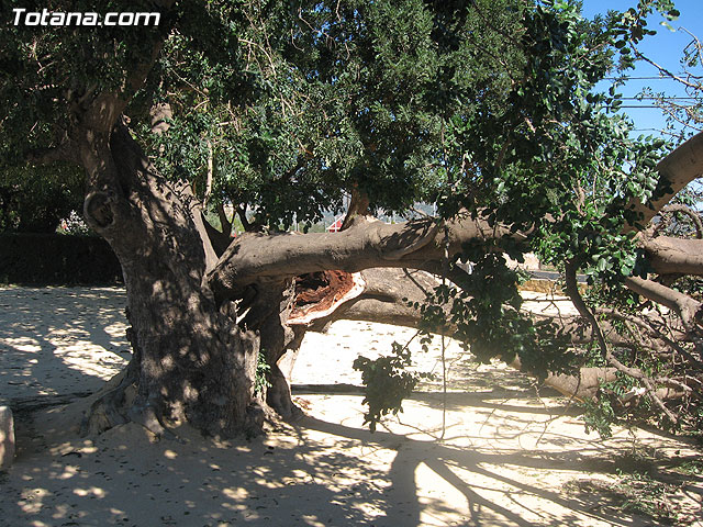 LA CONCEJALÍA DE SEGURIDAD Y PROTECCIÓN CIVIL MANTIENE EL DISPOSITIVO DE ALERTA ANTE EL FUERTE TEMPORAL DE VIENTO EN ESTE MUNICIPIO - 18 LA CONCEJALÍA DE SEGURIDAD Y PROTECCIÓN CIVIL MANTIENE EL DISPOSITIVO DE ALERTA ANTE EL FUERTE TEMPORAL DE VIENTO EN ESTE MUNICIPIO - 18