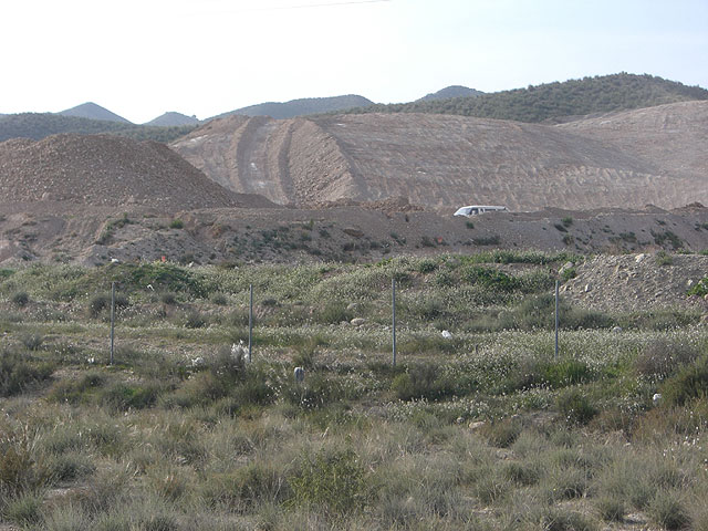 EL PSOE DENUNCIA EN EL SEPRONA UNOS DESMONTES ILEGALES, SEGÚN LOS SOCIALISTA, QUE SE ESTÁN PRODUCIENDO EN EL PARAJE PROTEGIDO DE “LAS CABEZUELAS” - 1