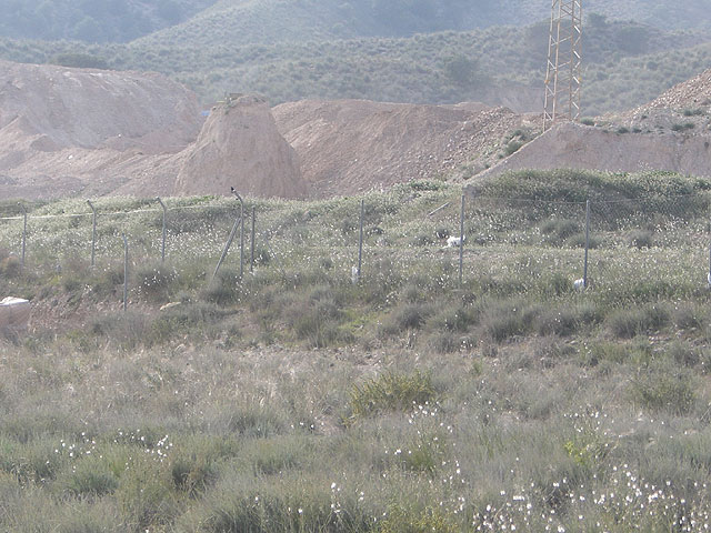 EL PSOE DENUNCIA EN EL SEPRONA UNOS DESMONTES ILEGALES, SEGÚN LOS SOCIALISTA, QUE SE ESTÁN PRODUCIENDO EN EL PARAJE PROTEGIDO DE “LAS CABEZUELAS” - 2