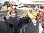 Caballos, burros