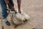 Esquilado y ordeñado