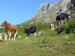 Picos de Europa