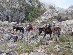 Picos de Europa