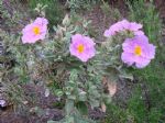 Vuelta a Sierra Espuña