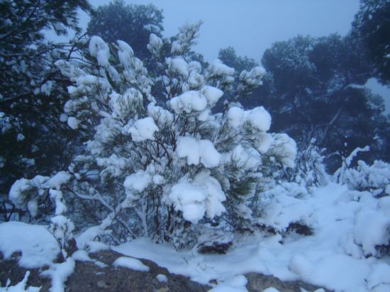 La nieve hizo su aparición en Sierra Espuña, Foto 2